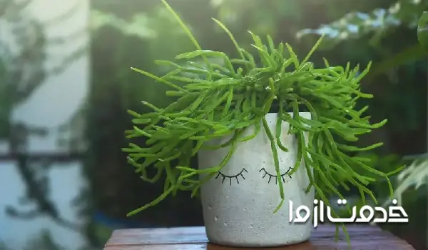 ریپسالیس پیلوکارپا یا ریپسالیس ریشه مویی